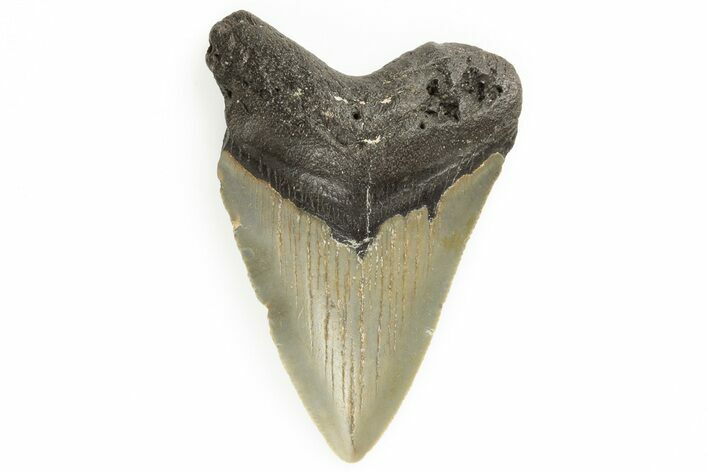 Bargain, Juvenile Megalodon Tooth - North Carolina #190916